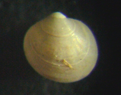 Piccolo bivalve 1